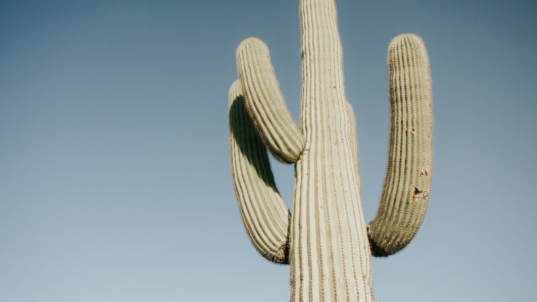 Cactus in the Chandler, AZ desert